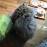 欲しいけどニャーは言わない