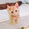 茶トラ丸