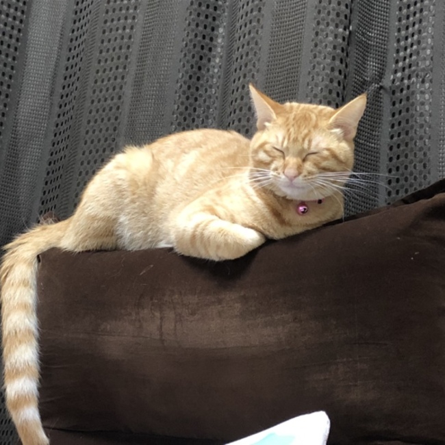 茶トラ丸のカバー写真