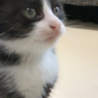 里親決定！ご応募感謝！白黒きれいなハチワレ子ねこ サムネイル2