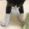 里親決定！ご応募感謝！白黒きれいなハチワレ子ねこ サムネイル4