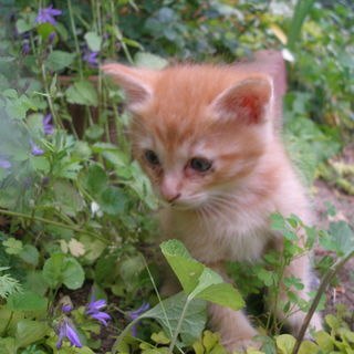 生後１ヶ月の茶トラちゃんです！