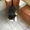 すでに固形ごはんわしわし食べます