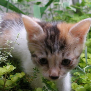 生後１ヶ月のミケちゃんです！