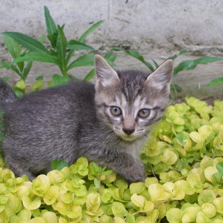 生後１ヶ月のトラちゃんです！