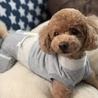 2018年6月。トリミング後に買った新しい洋服を着てもらいました(´◡`๑) 