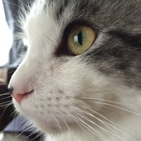 ふわり