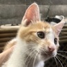 【募集終了】子猫5匹の里親さん募集 サムネイル3