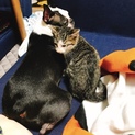 できる限り連れて行きます！仔猫幸せにして下さい！