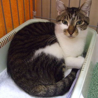 6歳雄猫の里親さん募集しています！