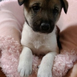 ♀4匹♀生後35日前後☆