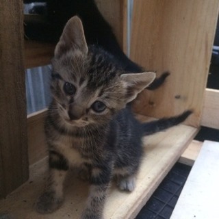 可愛い仔猫を家族に(*^^*ゞ