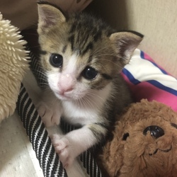 「2.5日のお別れ」サムネイル2