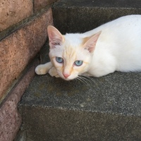 雪見大福(福ちゃん)