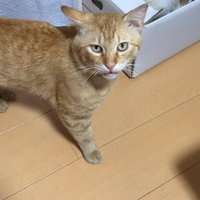 キャラメル(メル)