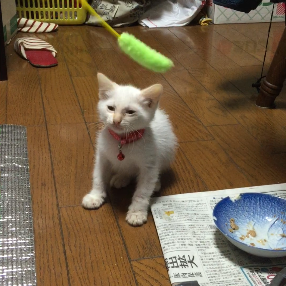 雪見大福(福ちゃん)のカバー写真