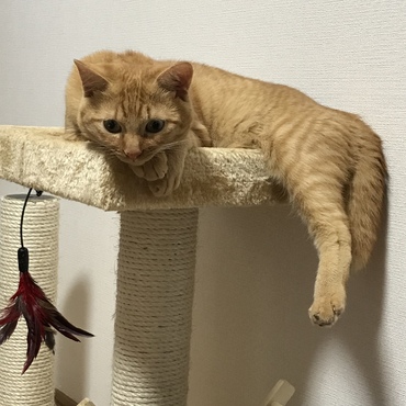 お気に入りのキャットタワー