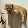 お気に入りのキャットタワー