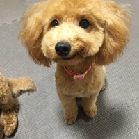 みるく