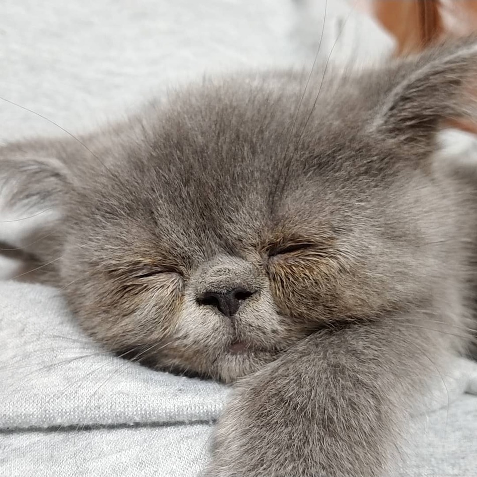 ごんたのカバー写真