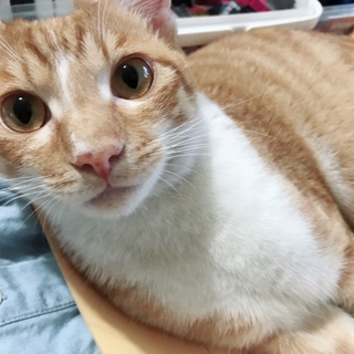 人懐こい猫。生後7ヶ月の男の子