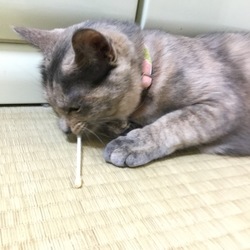 マタタビ、試してみました。