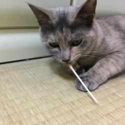 「マタタビ、試してみました。」サムネイル2