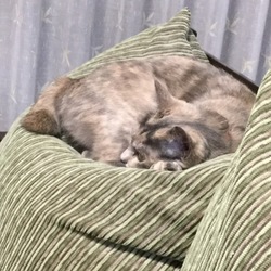 「マタタビ、試してみました。」サムネイル3