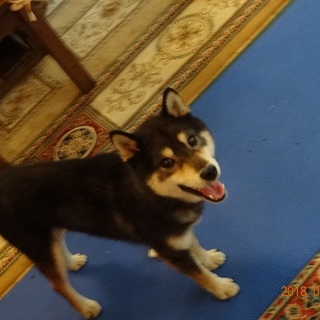 穏やかくんH様にご希望頂きました