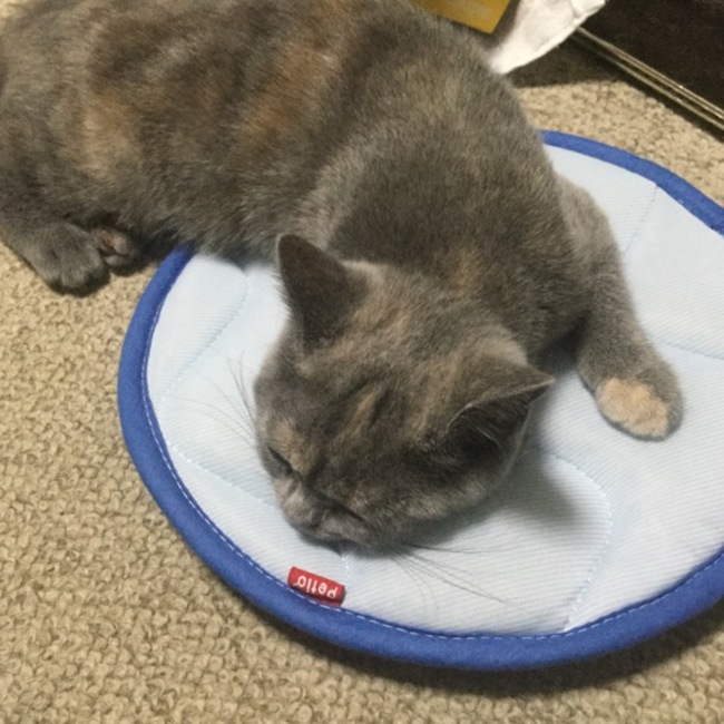 ままねこママンのカバー写真