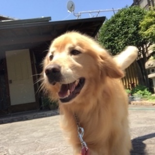 ゴールデンの5歳の男の子、里親さん急募！