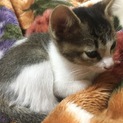 可愛い子猫 