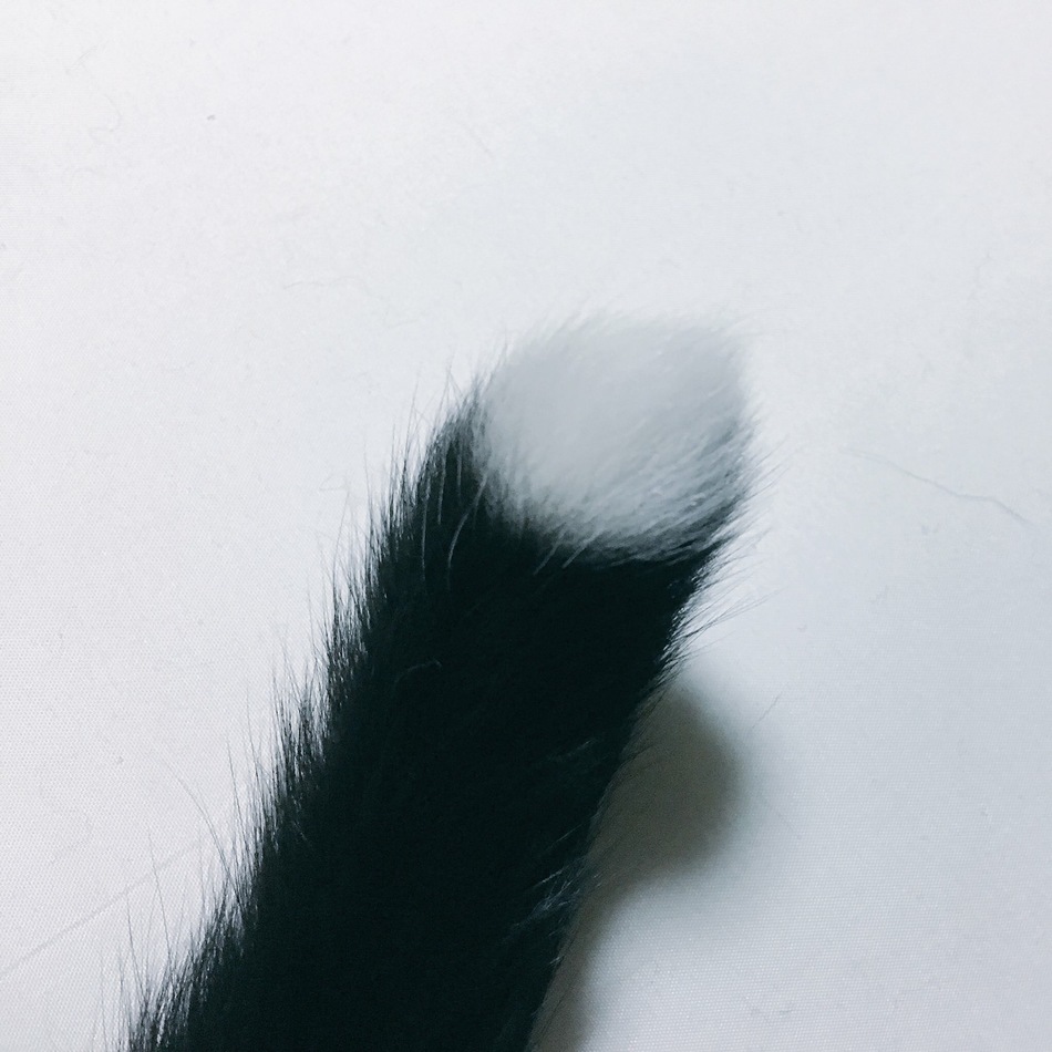 くうちゃんのカバー写真