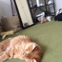 長毛の猫里親募集！