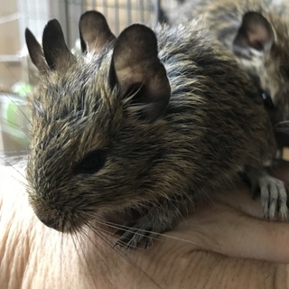 デグー(アグーチ)里親募集！２ヶ月のベビーです♪