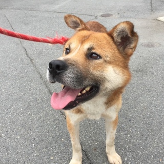 大きくて格好いい　つよし(仮名)君