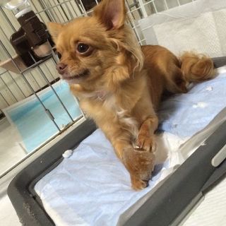 知人からの依頼至急！チワワ♀