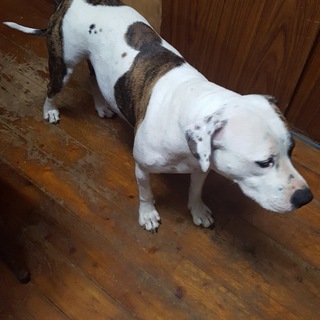 ピットブルテリア2歳メス