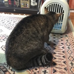 子猫ちゃん参上