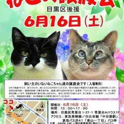 ★６月１６日（土）「ねこの譲渡会（目黒区後援）」smile cat＠中目黒（室内） サムネイル1