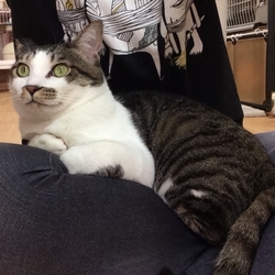 ★６月１６日（土）「ねこの譲渡会（目黒区後援）」smile cat＠中目黒（室内） サムネイル2