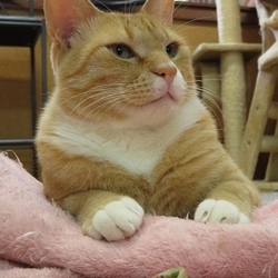 ★６月１６日（土）「ねこの譲渡会（目黒区後援）」smile cat＠中目黒（室内） サムネイル3