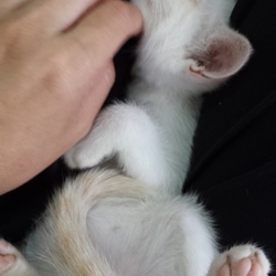 子猫の譲渡会❤️沖縄特集メンソーレ❤️