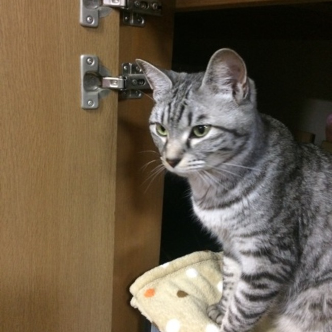こゆこーひーのカバー写真