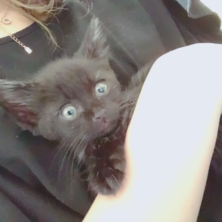 至急！生後2ヶ月黒猫です！