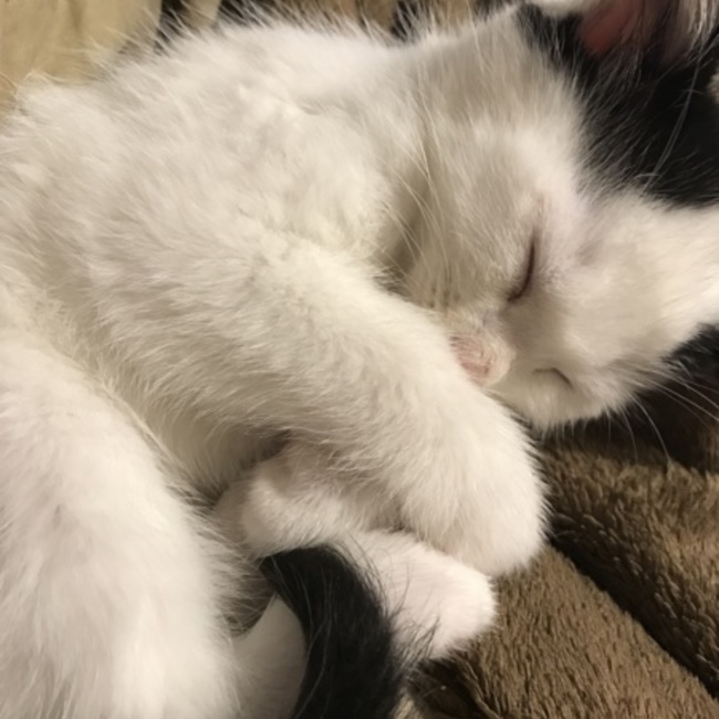 どめどめのカバー写真