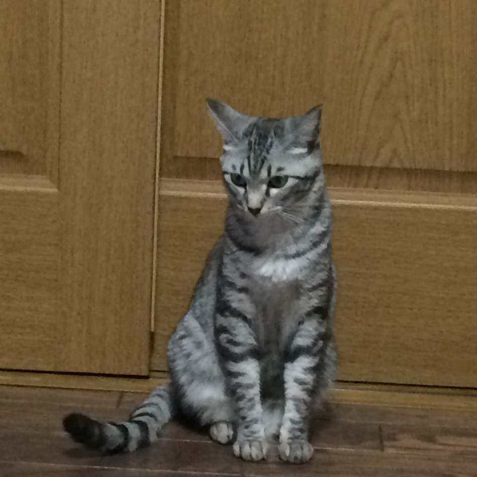 小雪のカバー写真
