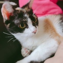 人懐っこい三毛猫の女の子
