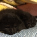 代理投稿  子猫里親募集