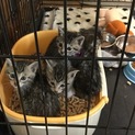 キジトラの兄弟です